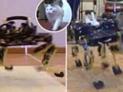Swiss scientists develop 'cheetah-cub' robot that can run like a cat at 3mph