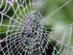 Japanese to mass-produce spider silk